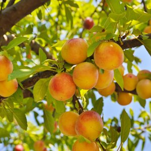 Marhuľa (Prunus armeniaca) ´BERGERON´ - neskorá, výška: 150-180 cm, kont. C6L